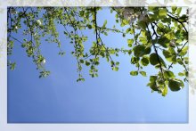 Spring Again / ***