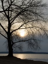 Sonnenuntergang und ein Baum / ....