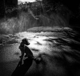 Shadows / dog