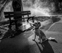  / Dog