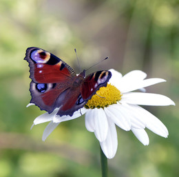 Schmetterling / ***