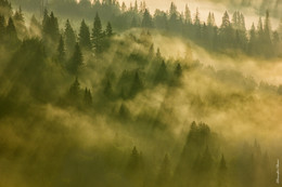 Goldener Herbst / ***
