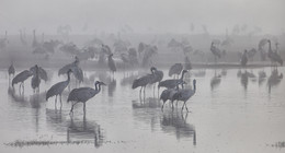 in Milchprodukten Nebel / ***