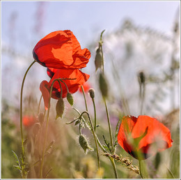 Mohn / ***