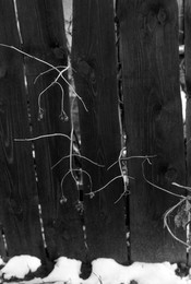  / Fomapan 200