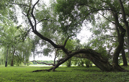 Park / ***