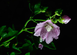 Nach dem Regen / ***