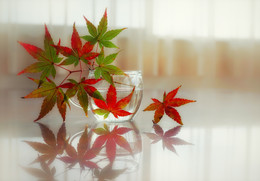 Herbstfarben / sony nex7
