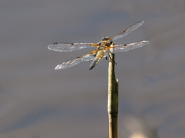 Vierflecklibelle / Vierflecklibelle am Birkensee bei Gelting