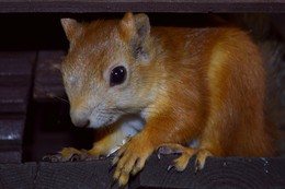 Eichhörnchen. / ***