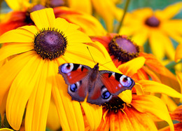 Sommer / ***