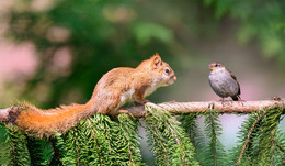 ...from what province you are? / wild animals