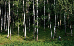Mushroomer / ***
