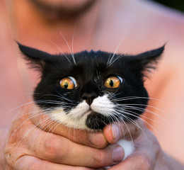  / ***
