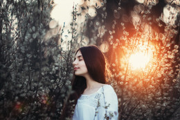 Lilie / ***