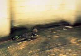 Spahr / .................