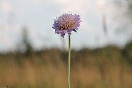 Blume / ***