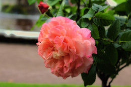 Zarte Rose / ***