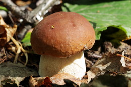Boletus edulis / ...