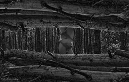 Nature decorative art, a plurality of image. / ***