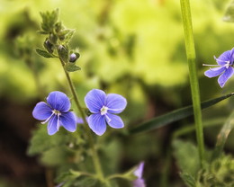 Blume / ***