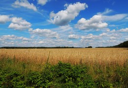 Weite des Sommers / ***
