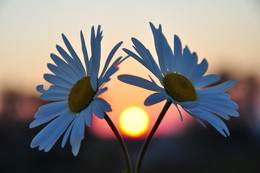 Abend / ***