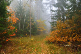 Herbstwald / ***