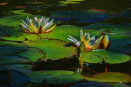 Auf dem Teich in Sokolniki. / ***