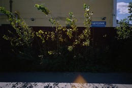 Hase / ***