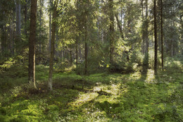 Im Wald / ***