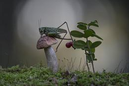 Im Wald / .....