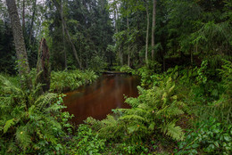 Fluss in den Wald / ***