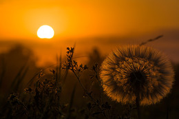 Taraxacum / ***