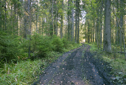 Herbstwald / ***