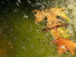 Zeichen des Herbstes / ***