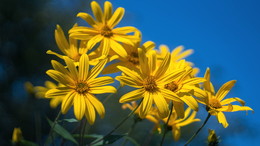 Erinnerungen an den Sommer / ***