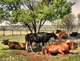 Siesta / ***