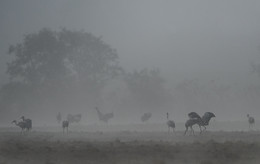 Nebel / ***