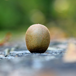 kiwi / ***