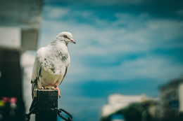 Dove of Peace / ***