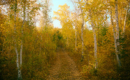 Herbst gehen ... / ***