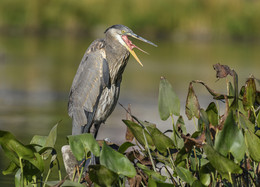  / Great Blue Heron