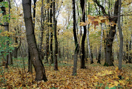 Herbst / ***