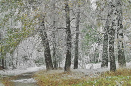 Herbst-Winter / ***