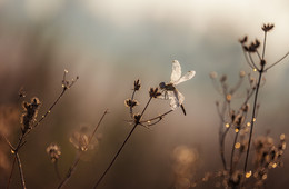 Morgen Libelle / ***
