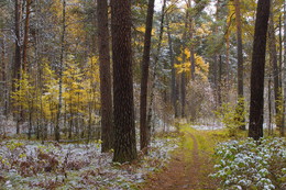 Autumn Trail. / ***