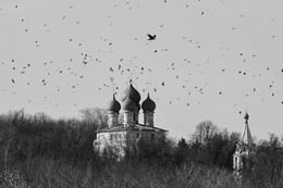 Carrion-Krähen / ***