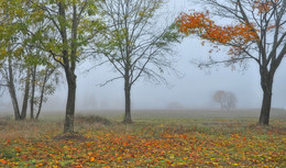 Foggy morning .. / ***