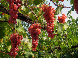 Im Garten / ***